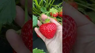 Мадам Муто. Саженцы Вацап +79035830612 #strawberry #garden #дача #сад #клубника #огород