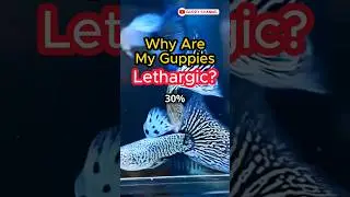 Guppy Fish Care - Why Are My Guppies Lethargic ? #guppychannel #fishtank #aquarium