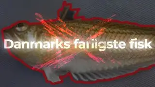 Danmarks farligste fisk