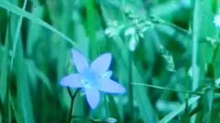 Полезные советы❤👆Как приготовить знахарские веники!!