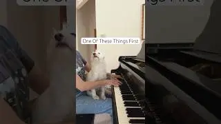 One Of These Things First 🤍 #nickdrake #coversong #gardenstate #pianocover #dogsofyoutube