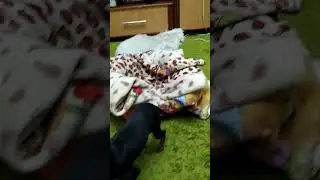 Злой  Маленький Той Кузя #dog  #злаясобака #кузя #популярное #собака #той #тойтерьер #хочуврек