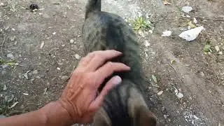 cats feeling