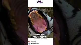 kata orang Lebih baik diserang harimau dibanding diserang beruang #shorts #fyp #manifullasi #viral