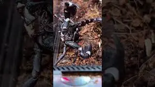 Вам встречались скорпионы в естественной среде обитания? Расскажите об этом! 