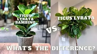 DWARF Fiddle Leaf Fig | Ficus Lyrata VS Ficus Lyrata DWARF | Ficus Lyrata BAMBINO