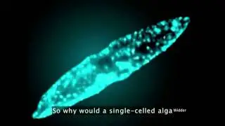 BIOLUMINESCENCE 2