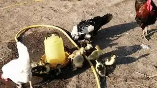 Мускусные утки. Сбежали утята.