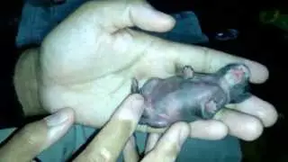 Ternak Kelinci [081213644254] - Solusi Untuk Indukan Yang Stress