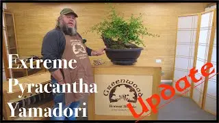Extreme Pyracantha Yamadori UPDATE - Greenwood Bonsai