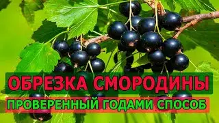 Обрезка смородины