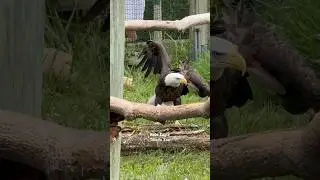 Bald Eagle - #bald #eagle #toledo #zoo #ohio #usa #baldeagle #birds #bird #north #america #american