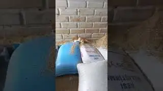 Охота началась
