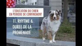 Comment promener son chien avant le déconfinement ? (11.Rythme et durée)