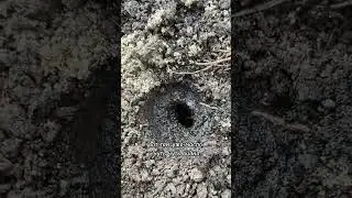 Как избавиться от медведки.