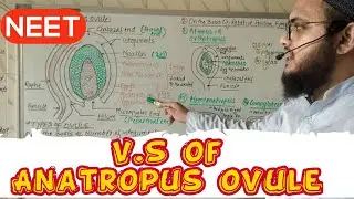 Lect.No.5: a)V.S of Anatropus ovule  b) Types of ovule on the basis of integuments and relative  pos