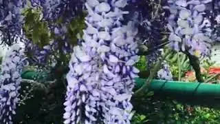 Wisteria