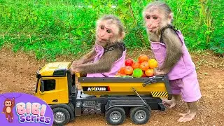 Farmer BiBi harvests fruit at the weekend