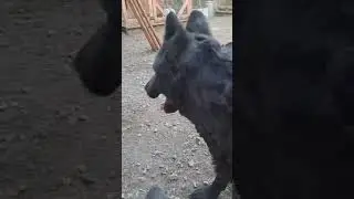 Стрижка на ходу