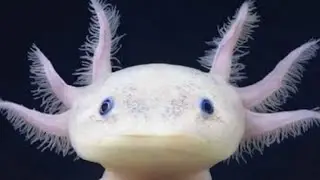 Кто двинется тот гей