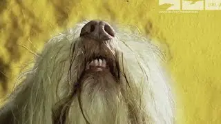 How Do Dogs Smell?