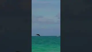 Pelican landing near Rosa at the Haulover Inlet jetty in Bal Harbour, Florida