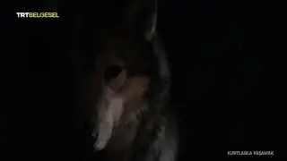 Kurtlarla Yaşamak - Karpat Çoban Köpekleri ( Belgesel ) Çoban ve Kurt