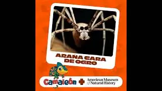 Araña Cara de Ogro: Experta en Redes y Camuflaje
