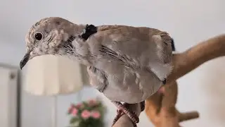Checking on Skippy in the birdroom how he's doing (lots of cooing in the background from petdoves)