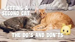 TIPS ON BRINGING A SECOND CAT INTO YOUR HOME