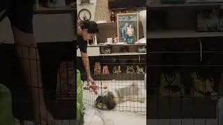 Playtime with Cute Dog 🐕 #doglover #cutedog #dogvideos
