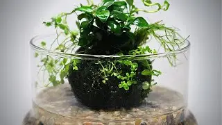 How to make a Wabi Kusa || Wabi Kusa Tutorial || Planted substrate ball