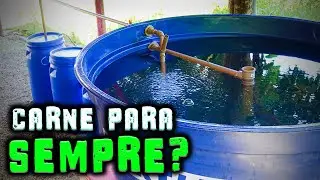 Criação de TILÁPIA em caixa d'água? Vamos fazer juntos! - Chácara SV