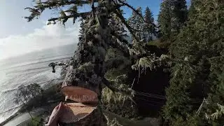 Dead Spruce Tree, cutting the top
