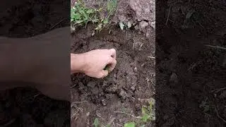 высадил рассаду и побило градом