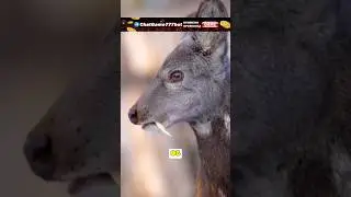 ‼️ ЧТО ЗА СТРАННЫЙ ОЛЕНЬ В СИБИРИ?!?? 😱