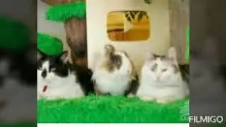 Ко дню рождения Мурки с канала А ну ка давай ка 😘💙🐈