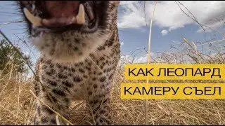 Как леопард камеру съел