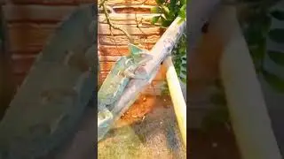 Chameleon.🦎 Хамелеон ☘️
