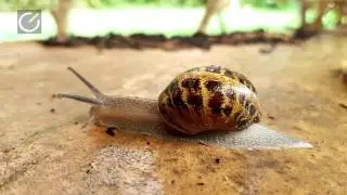 סקירת וידאו סמסונג גלאקסי S7 וגלאקסי S7 אדג' edge