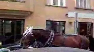 2006 Czech horse cab