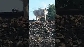 The Bird🐦, The Field🌄😍 & Mr. Knight The Husky🐾🛤 Walking Nearby🏞🛤🌄 Птица, Поле и Найт на жд полотне💞🌄