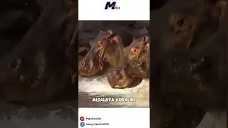 Jangan pernah menganggu hewan ini. jika tidak ingin bernasib seperti buaya ini 