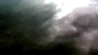 Spawning Carp 01