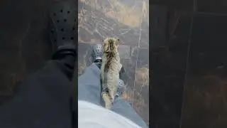 Clingy Cat #funnycats #shorts