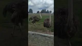Изборский страус. страусовая ферма в Изборск