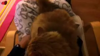 Qué pesao este gato