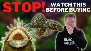 Dont Buy a Bristlenose Pleco Without Watching this First! - Bristlenose Care and Breeding Guide