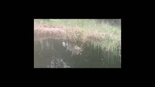 Приручаю диких уток