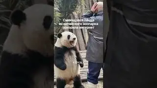 «Смеющаяся» панда из китайского зоопарка стала звездой интернета